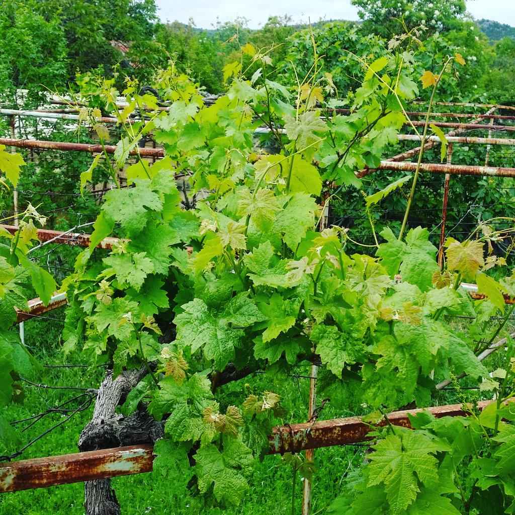 #hercegovina