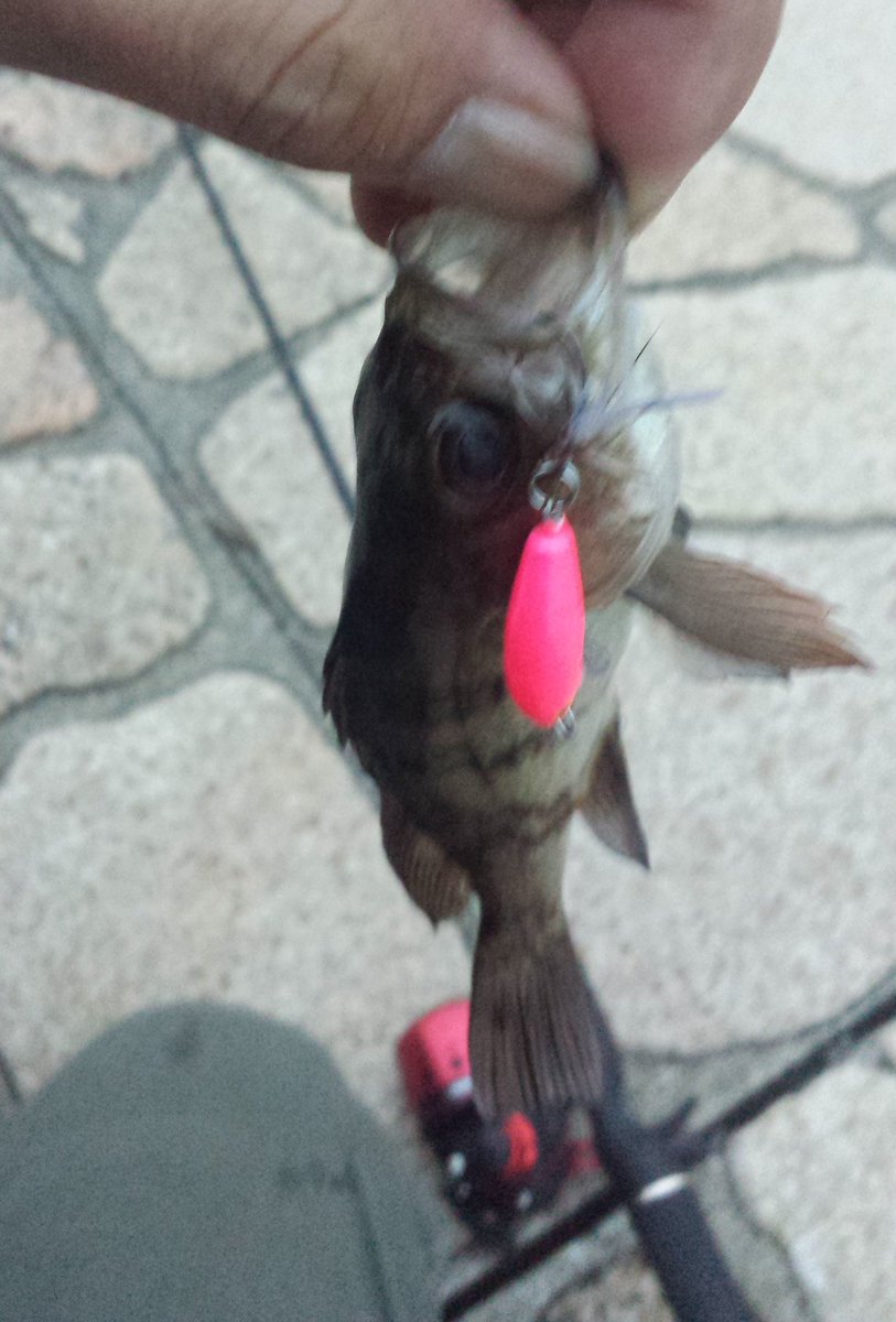 スピンキャスター小次郎 スピンキャスト80 で メバル 釣り ラパラcd1 月下美人ワーム