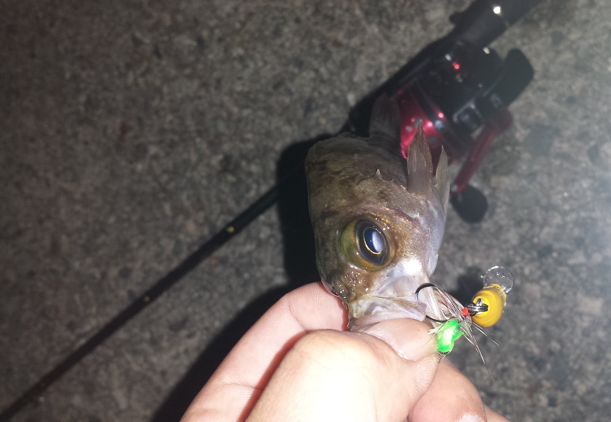 スピンキャスター小次郎 スピンキャスト80 で メバル 釣り ラパラcd1 月下美人ワーム