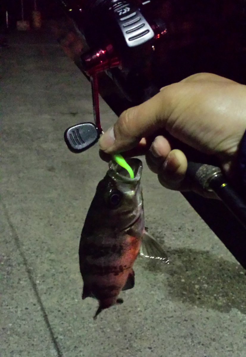 スピンキャスター小次郎 スピンキャスト80 で メバル 釣り ラパラcd1 月下美人ワーム