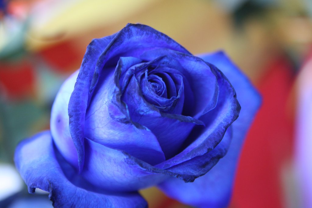 🌹🌹📖 📖 Feliç diada de #SantJordi2016 a tothom!