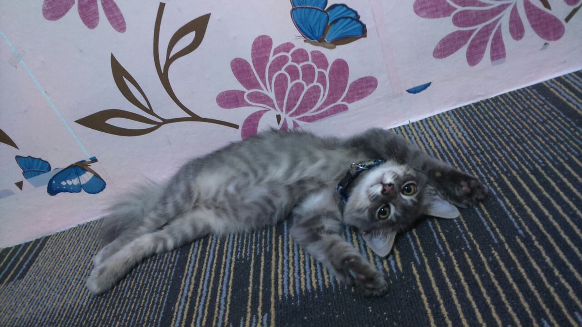 fiqamustafah's tweet photo. Dia ni termenung berapa lama macam ni, "I'm so done with my life" #catsproblem https://t.co/uPDnJK3QLL