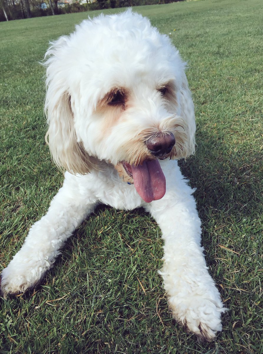 MerlinCockapoo's tweet image. Love sunny #walkies on the #park! #dogsoftwitter