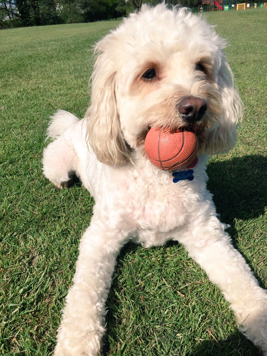 MerlinCockapoo's tweet image. Love sunny #walkies on the #park! #dogsoftwitter