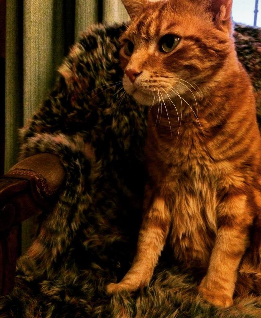 mmeouioui's tweet photo. #catsofinstagram #photocat #instacat #parischat #chatparisien #parisien #instachat #photoc… https://t.co/f9RXnvH1T9 https://t.co/6g0eUPDKjK