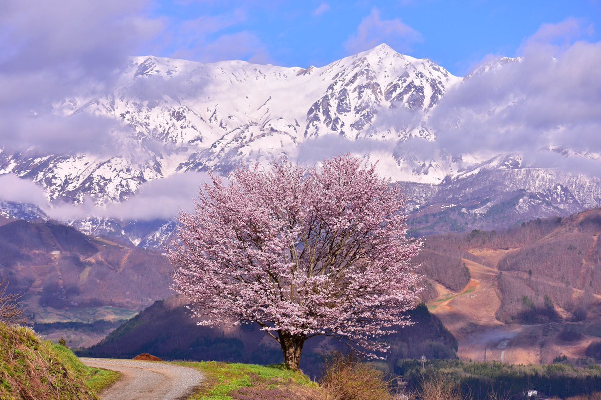 野平の桜