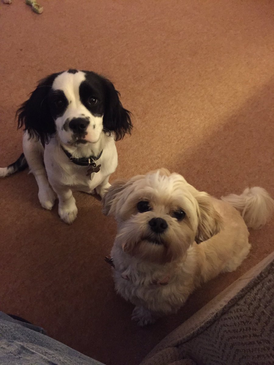 justbarkmilo's tweet photo. My best mate Poppy. 
#wuff #dogsoftwitter #doggies #puppies #bestfriends https://t.co/crsUSQVgg4