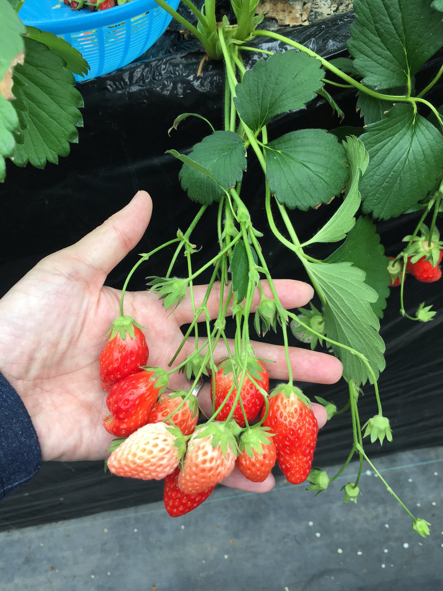 芋掘り名人 信貴山のどか村でいちご狩りしてお腹いっぱい食べました 種類は赤星いちごだそうです T Co Oxhbwkxr8b Twitter