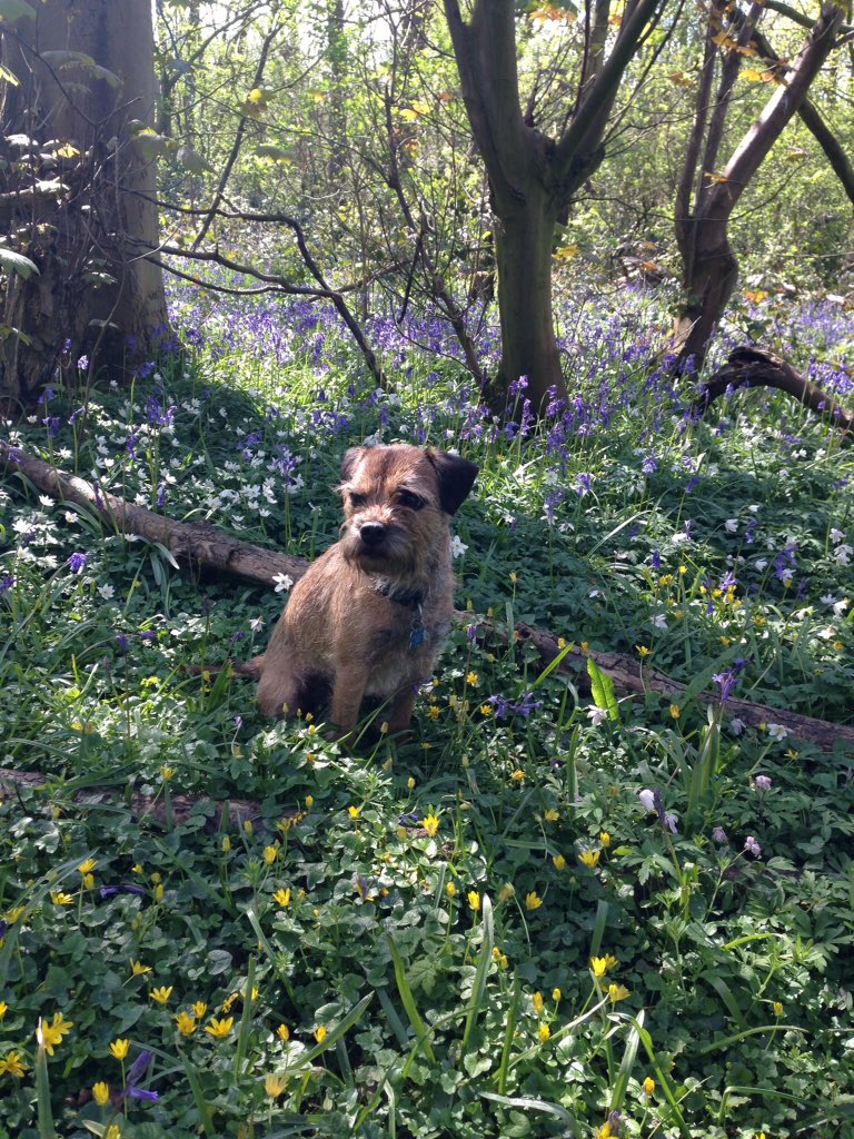 mitch_border's tweet photo. Bluebells 2016 🌳💐🌺🐶 https://t.co/7hNVrnLH9J