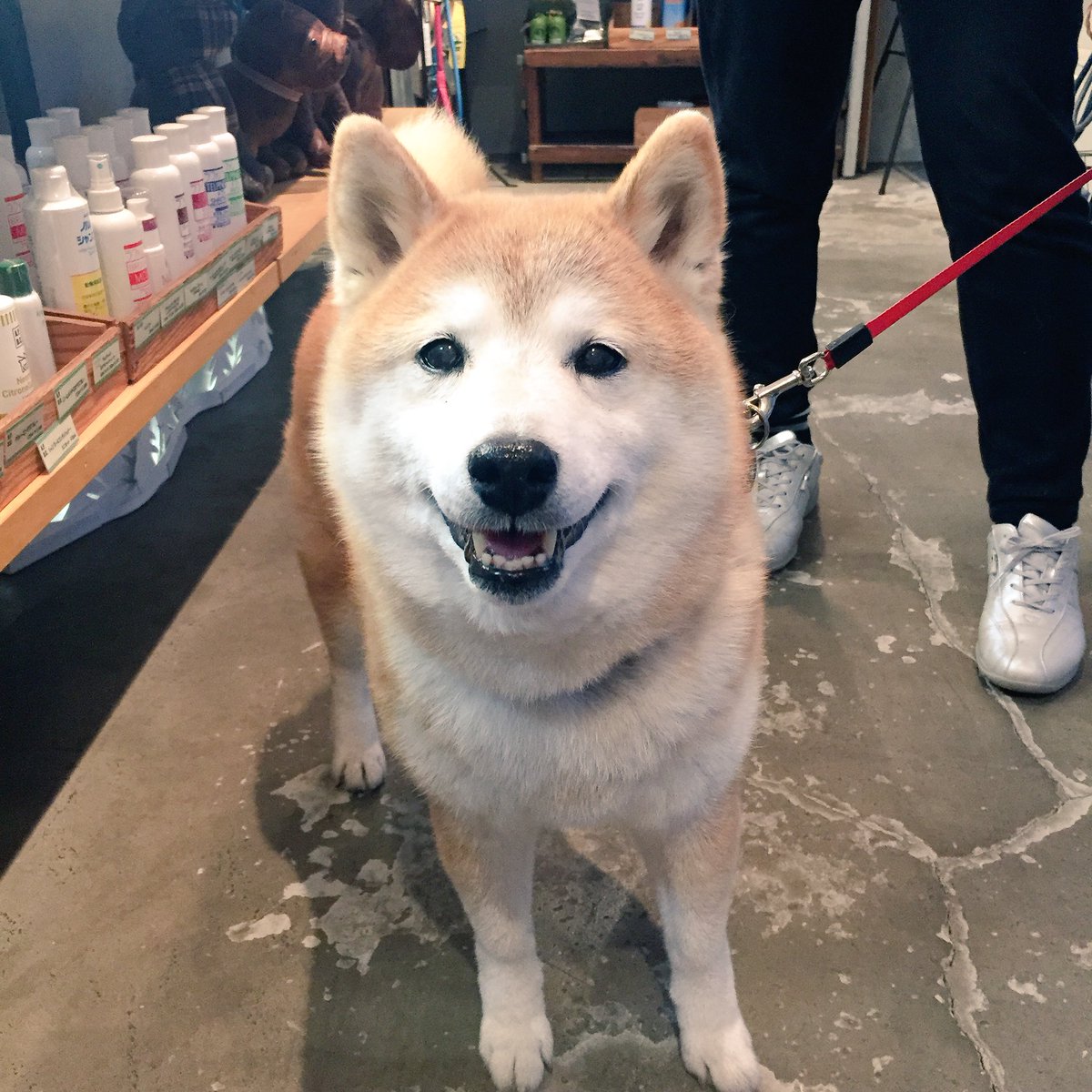 dldstaff's tweet photo. 本日のご来店ワン、モモちゃん♪
試食をあげる前と後で、この表情の違いです(笑)柴さんツンデレいただきました♡ズキューン
「SIZUKA」の鮭おやつを気に入ってくれましたよ(^^)また来てねー!
#doglifedesign #駒沢 https://t.co/OgQQYajHTf