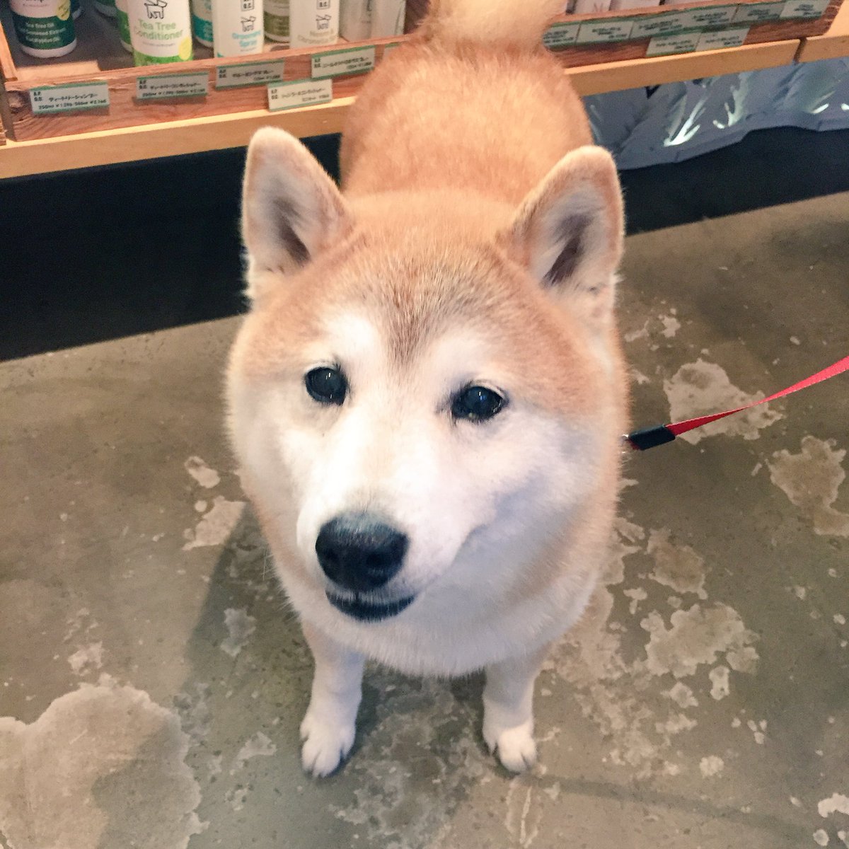 dldstaff's tweet photo. 本日のご来店ワン、モモちゃん♪
試食をあげる前と後で、この表情の違いです(笑)柴さんツンデレいただきました♡ズキューン
「SIZUKA」の鮭おやつを気に入ってくれましたよ(^^)また来てねー!
#doglifedesign #駒沢 https://t.co/OgQQYajHTf