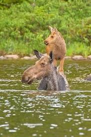 RegularMoose's tweet photo. Just took Baby Moosie to her first swim class :) She is a natural!

Leaving today though. Very bummed :( https://t.co/pIKf0EIVCw