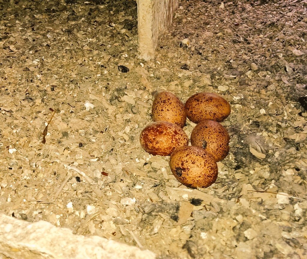 TytoAlbaMI's tweet photo. Und auch der #Turmfalke brütet schon an einigen Stellen. Hier fünf Eier in #Petershagen - #Quetzen https://t.co/5K5ReR3rCw