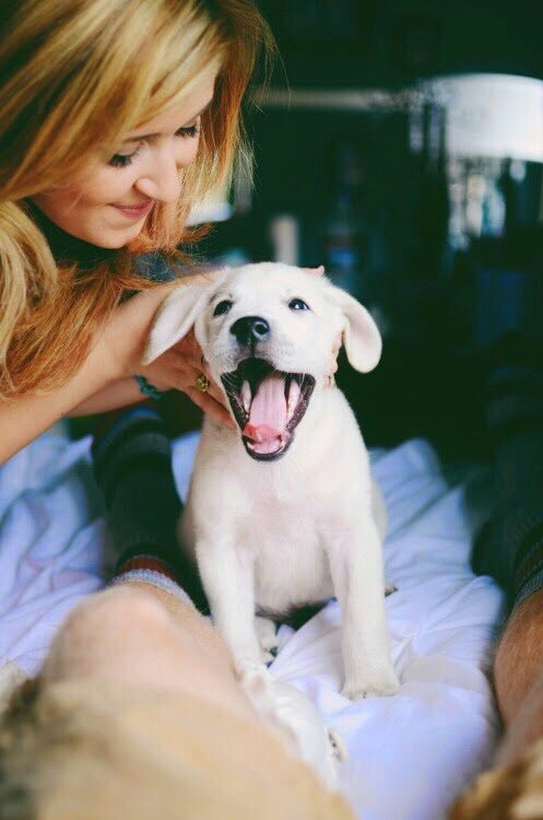 PuppyReserve's tweet photo. Shop for you pet while you save the life of another #PuppyReserve https://t.co/7Sax98UAw8