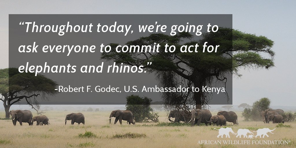 AWF_Official's tweet photo. We're committed—are you? Join us live: https://t.co/clI65W3GLf  #WorthMoreAlive #LightAFire #Tweet4Elephants https://t.co/gQUV4BOOqm