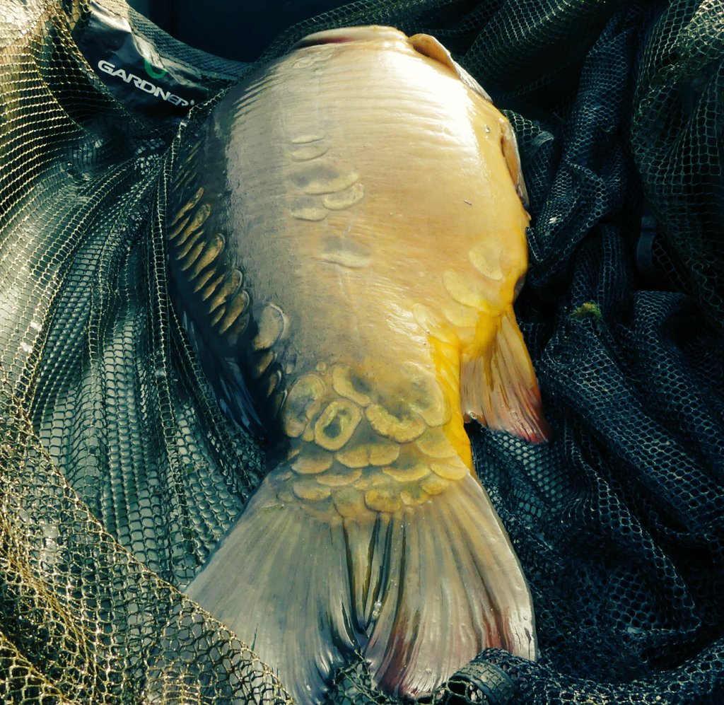 Cracking fish 
<a href="/GardnerTackle/">Gardner Tackle</a> <a href="/BaitTech/">Bait Tech</a> <a href="/carpology/">CARPology</a> <a href="/soniksports/">Sonik Sports</a> 
#baittechteam
#polonipopup
#speedfishing