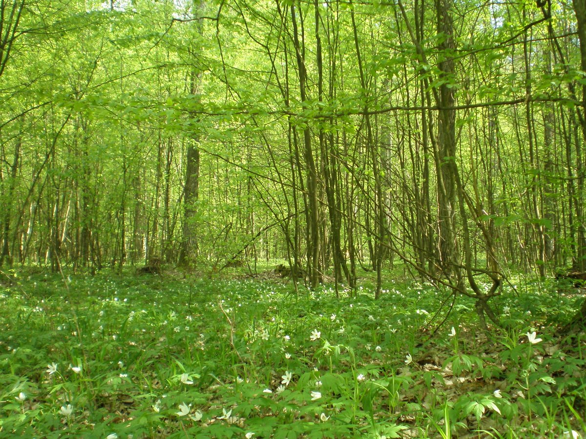 Весенний лес.