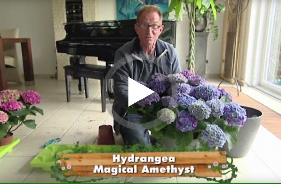 Magical CYH tweet media