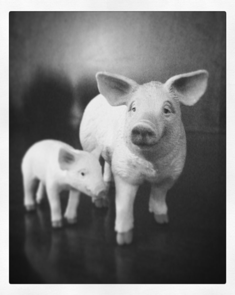 IsaInghirami's tweet image. Dovunque c'è qualche animale stupito che ci guarda. Proprio non riesce a capire il nostro comportamento.

#cimatti