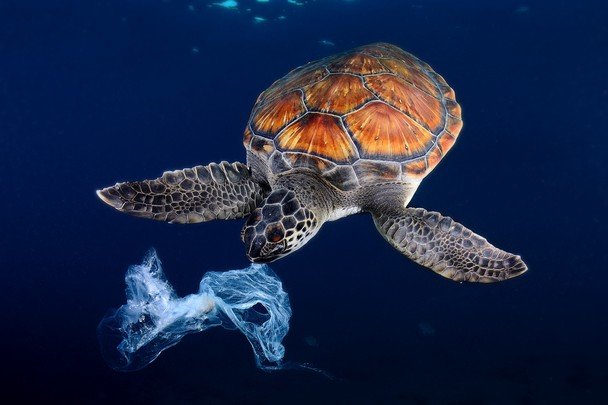 BiologistDan's tweet image. Why should we eliminate single use plastic bags? Because they look like a #Jellyfish to a #SeaTurtle. @Oceana