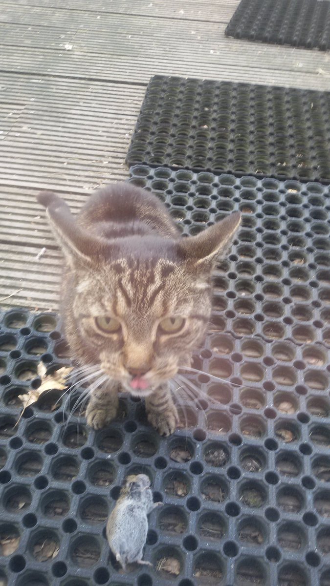 peterdevriesDe's tweet image. Kijk eens lieve baasje wat ik voor je in onze tuin heb gevonden.......?