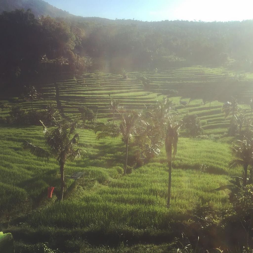 VeronikRamireh's tweet photo. Can i just live in a rice field ?? #bali #balivibes #ricefield #beautiful #inspiration #dreaming #balitrip2016 #inl… https://t.co/JDmMFSLpGu