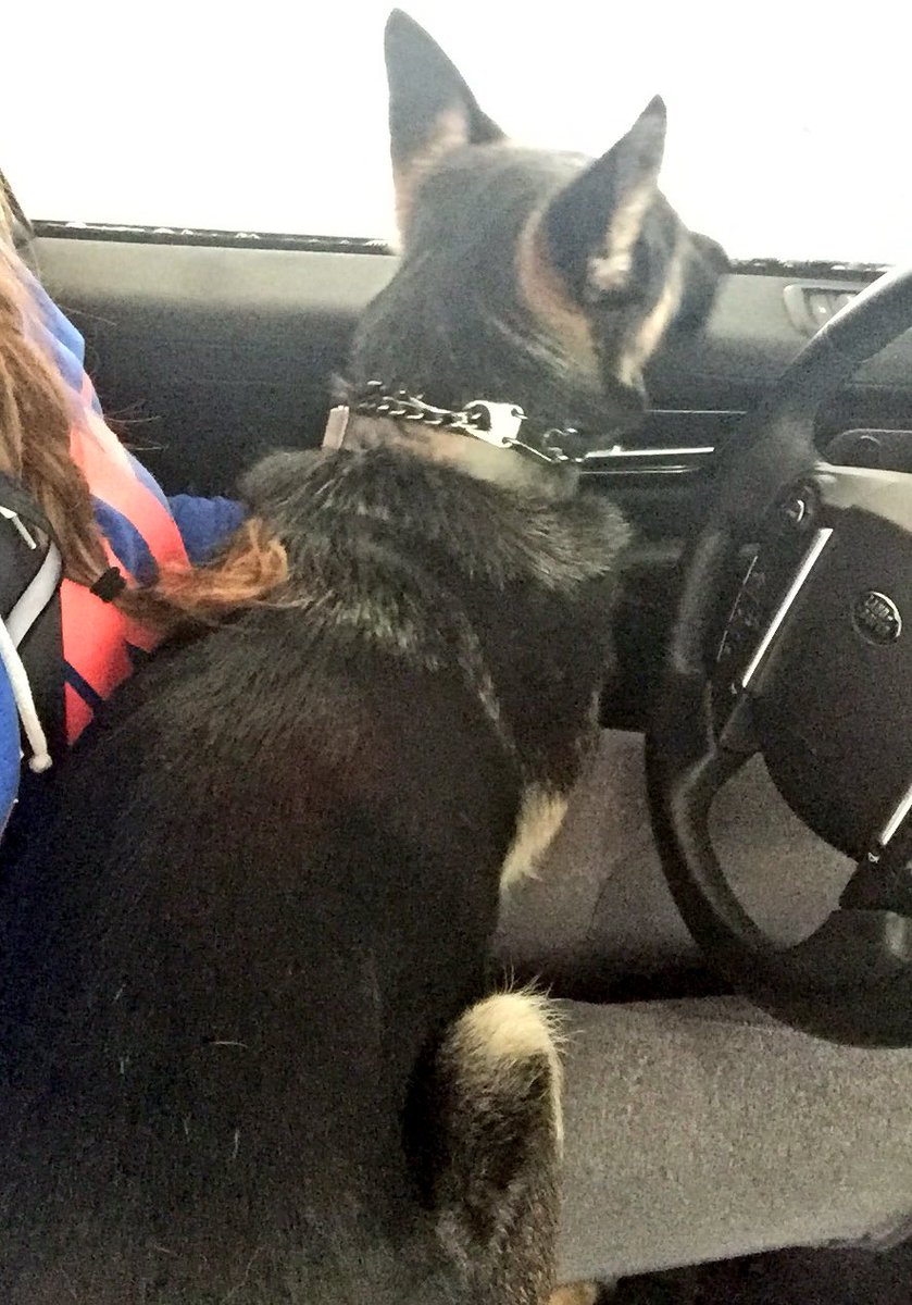 DanaLong1's tweet photo. She was scared of the car wash so she crawled up onto my lap🙈 #savememom ❤️ https://t.co/8tMAXiyxPl