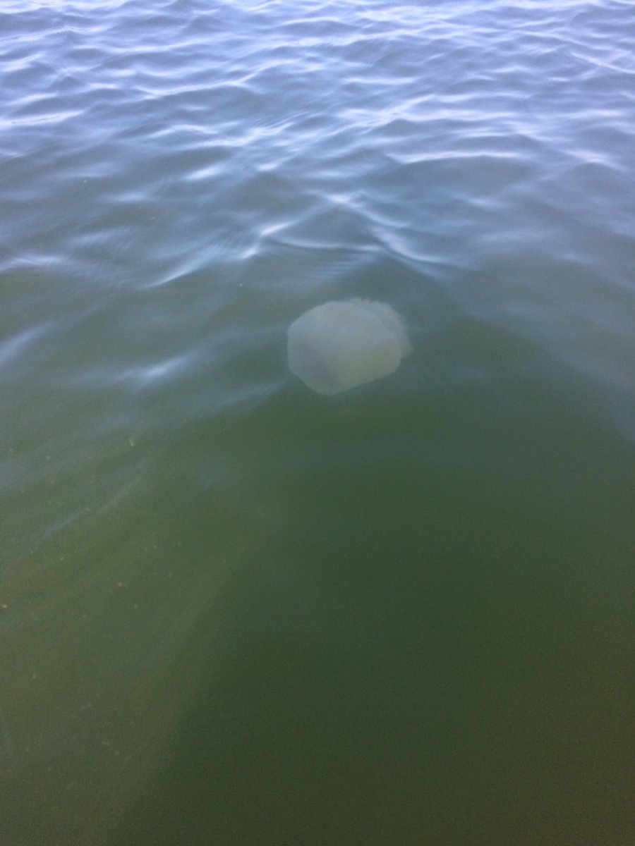 2deepE's tweet photo. MY NEW FRIEND !! #2deepE #socialmedia #extreme #fishing #saltwater #marinersails #dfwkayakfishing #fnd https://t.co/WwqQcvi4W2
