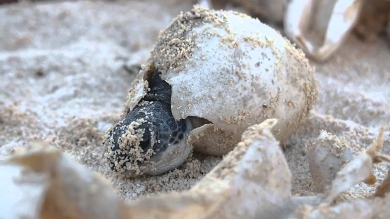 sotankah's tweet photo. Turtle Season https://t.co/PwOCxFz10d https://t.co/4tDCd4WkSo