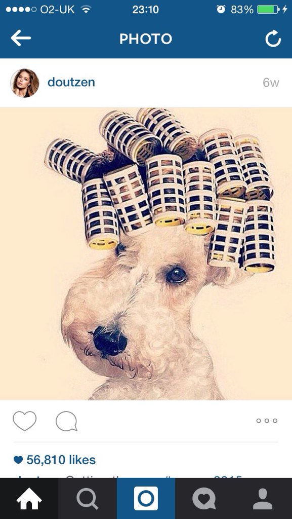 RileyIcecream's tweet image. Milly at the hairdressers.Getting ready for the Aperitivo@RileyIcecream with delicious cheeses and meats.Cu tonight