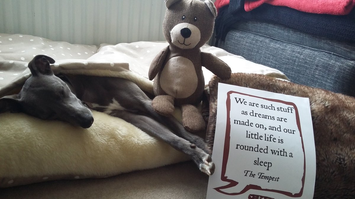whippet teddy