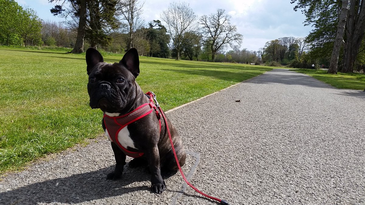 Ricarcin84's tweet image. A walk with my baby #portovieira #frenchielove #frenchbulldog @DogsofDub @PhotosOfDublin @VisitDublin 🍀 @DublinLife