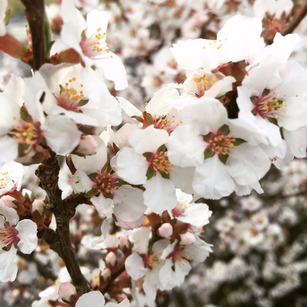 Blossoms = fruit = wine... All in good time.  Tastings now on <a href="/StrathconaMrkt/">OldStrathconaFMarket</a> we LOVE making wine!