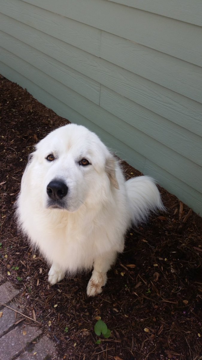 DaedLogistics's tweet photo. I'm going to miss this pup =/ #goodluckinseattle https://t.co/78OHInqvsx