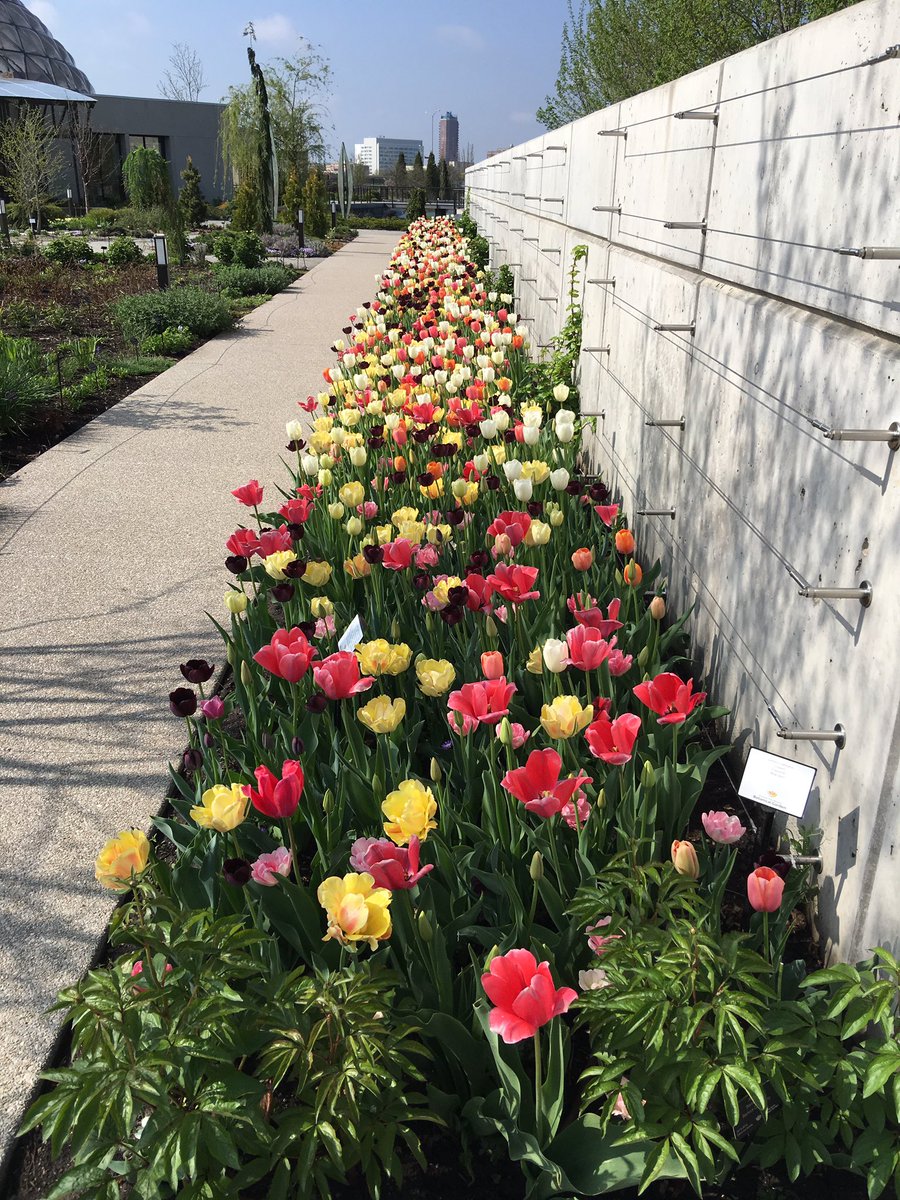 Participating in #EarthDay celebrations @dm_garden. Come and see us! #iowa #spring #springflowers