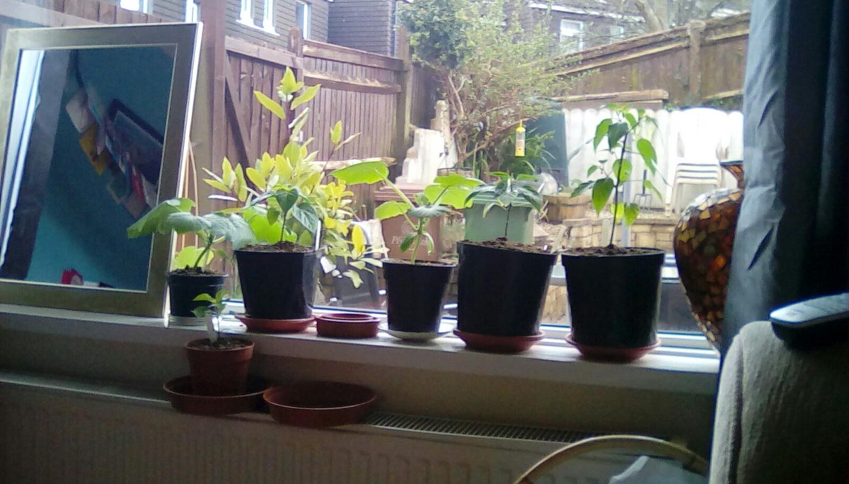 jonpcoombs's tweet photo. Chilli and courgette plants. #gyo https://t.co/qmHHBcEvY0