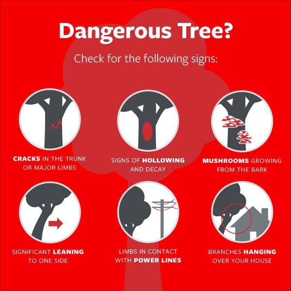 SG_Repair's tweet photo. #DidyouKnow that #TreeMaintenance can Minimize Property Damage? Check this out... https://t.co/Zb2ISfZYX7