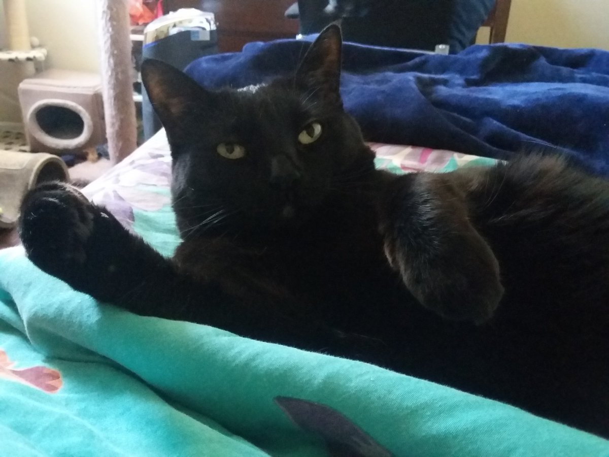 kittysamba's tweet photo. Try to cuddle me again and you'll get the backside of my paw! https://t.co/KMmBjs7G8G