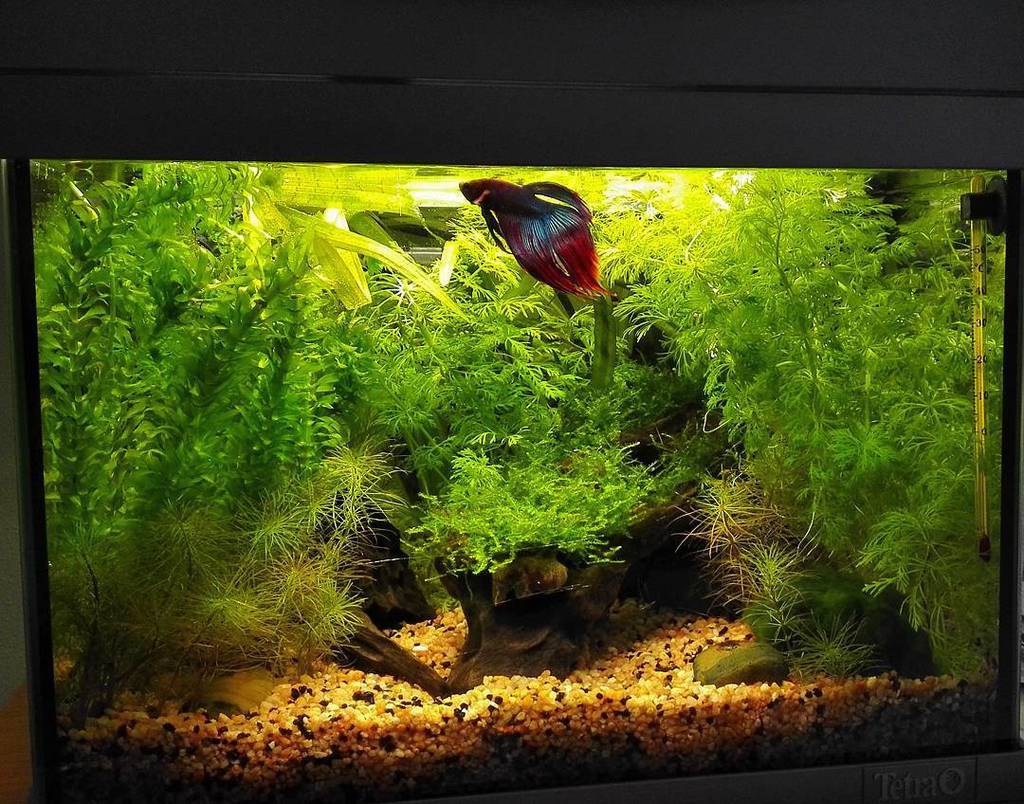 Akvaristan's tweet photo. #akvaristan #aquarium #akvaryum #aquarien cambio acqua #betta #bettafish #fish #pesce #anubias #acquariologia #acqu… https://t.co/4jkwVmPMuD