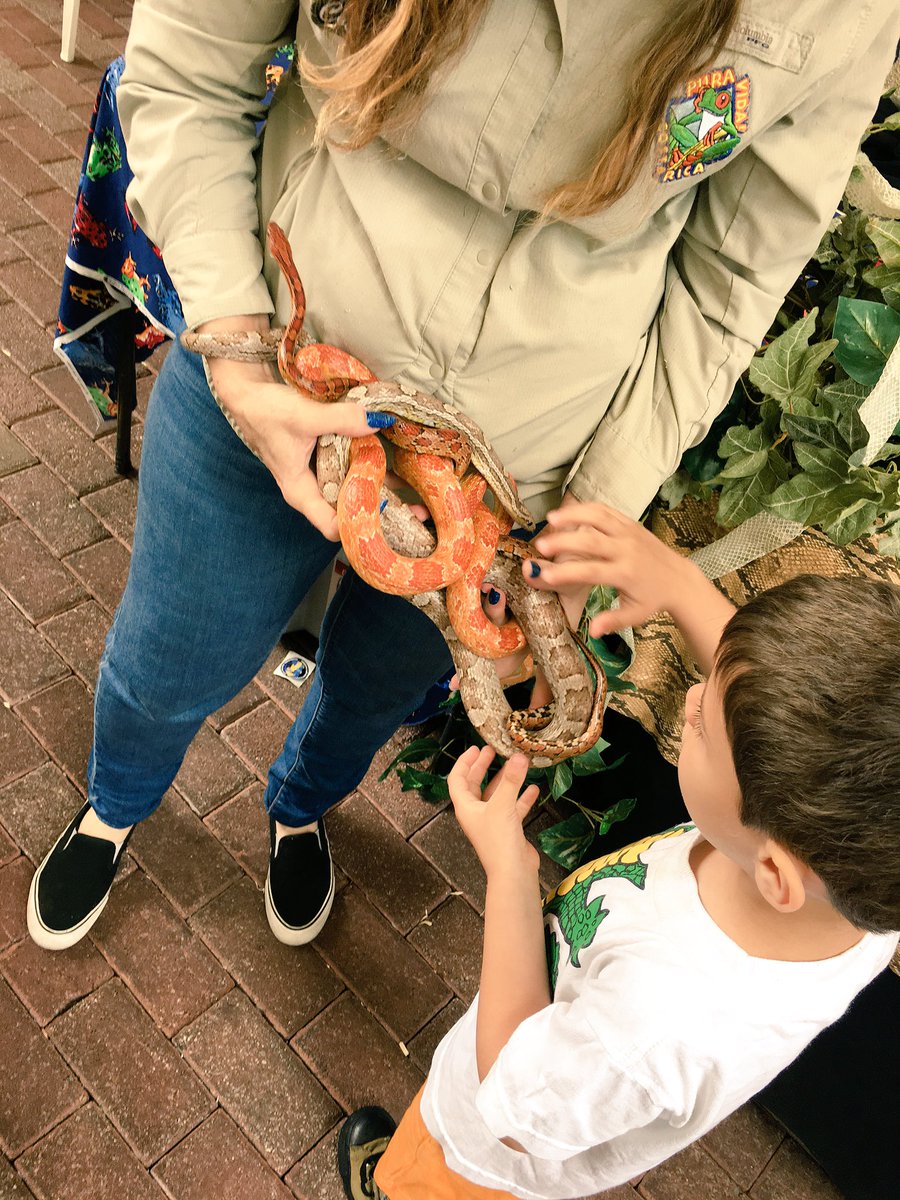 EarthDayJax's tweet photo. Check out all the reptiles we have hanging out with us today! https://t.co/WnSuvVr0p3