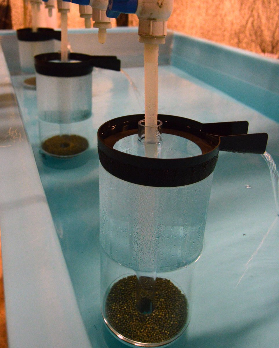 CRP_nature's tweet photo. Lake sturgeon eggs arrived yesterday! Neat looking eggs that turn into fascinating fish. #fish #LivedWithDinosaurs https://t.co/DOdiGtnnam