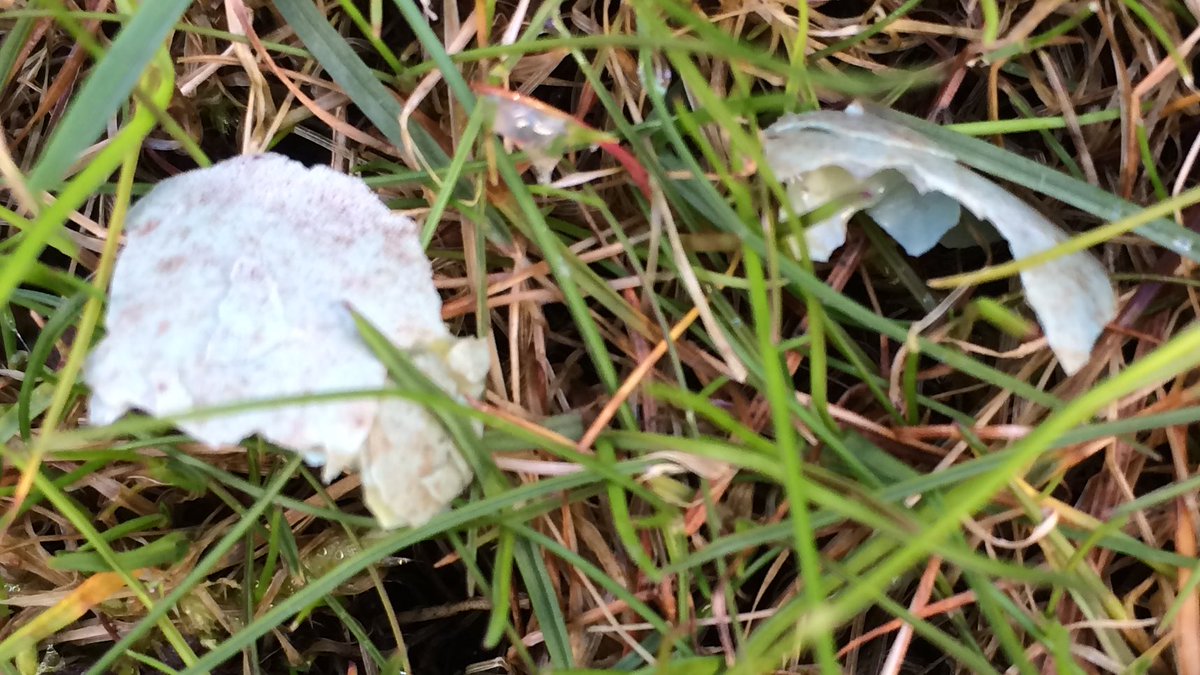 dinkompismia's tweet image. Gått ut i trädgården för att andas. Det ligger små skärvor av grönt äggskal nedanför det tomma boet.