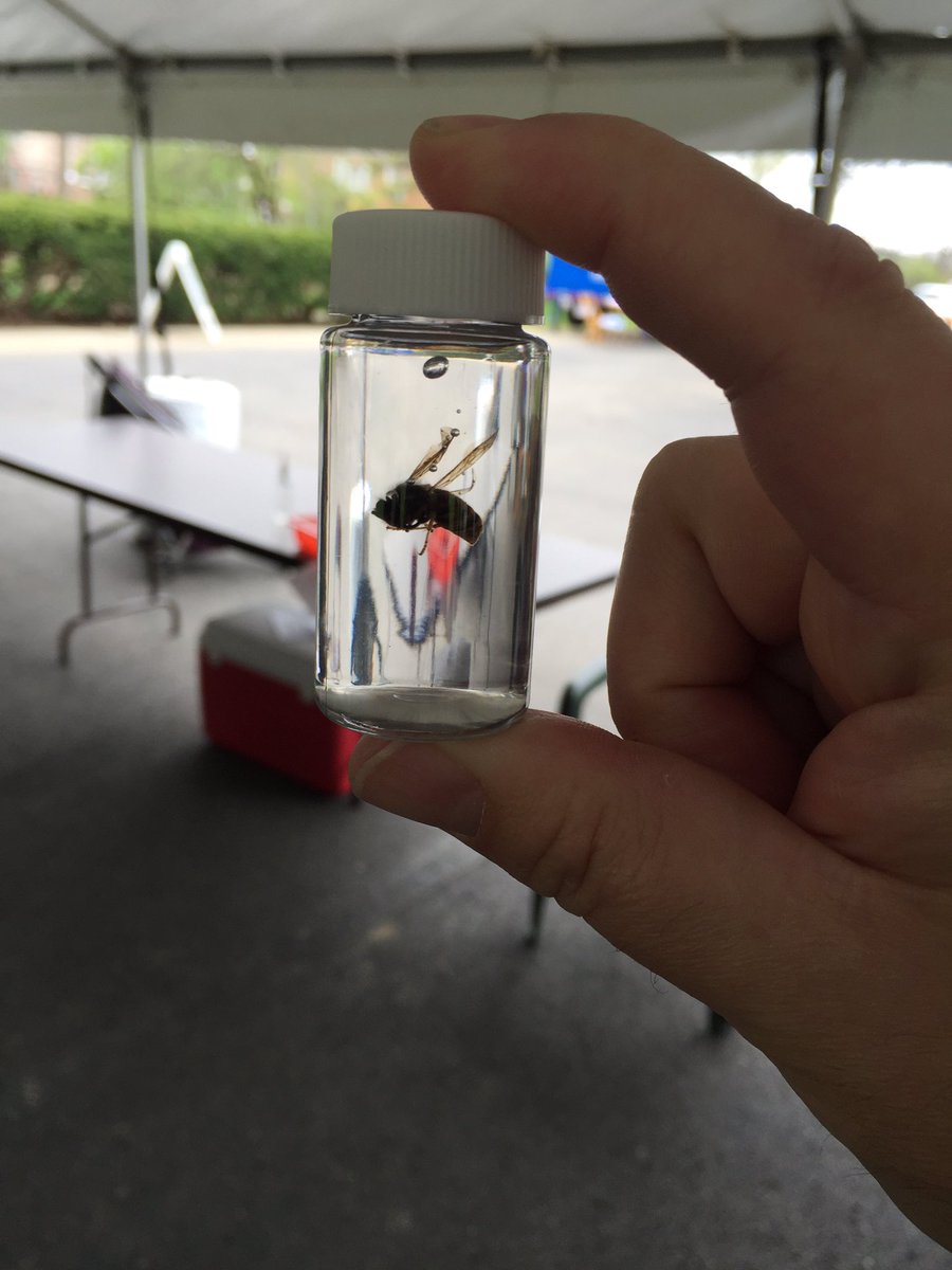 TheButcher72's tweet photo. Bugs in goo only at the #MBDOH2016 https://t.co/UWYZzYp7RL