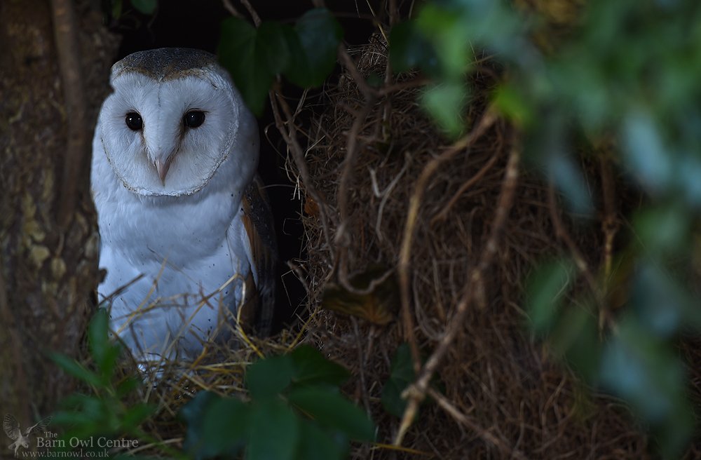 So nice to get behind the camera today to photograph one of our beautiful Barn Owls. Image 1, please feel free to RT