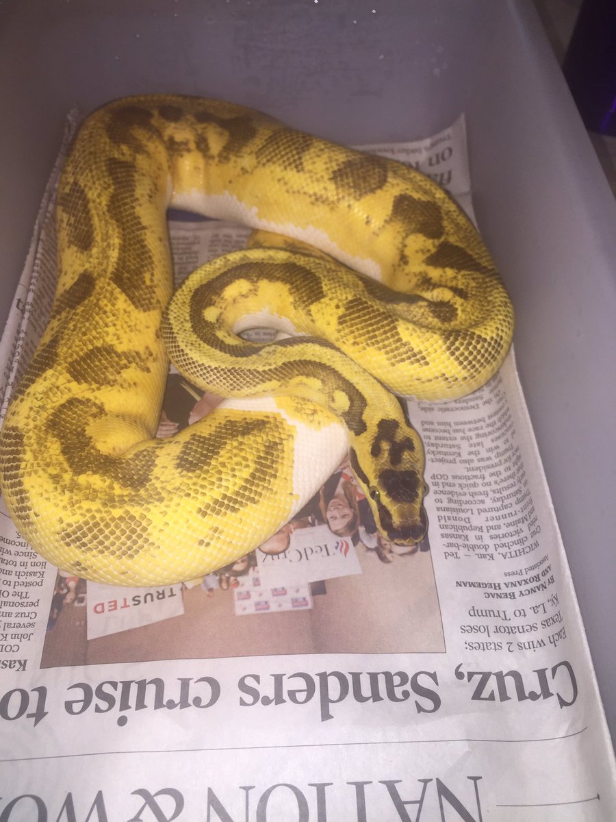 BluSkellington's tweet photo. Super Enchi Pastel Yellow Belly Pied [M] @BaIIPythons #Str8fireReptiles https://t.co/2V1BCU9FDm https://t.co/91WaBLw8HC