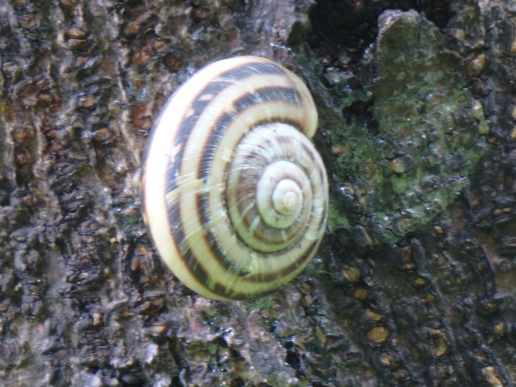 新しいコレクション カタツムリ 成長 2703 カタツムリ 成長の仕方