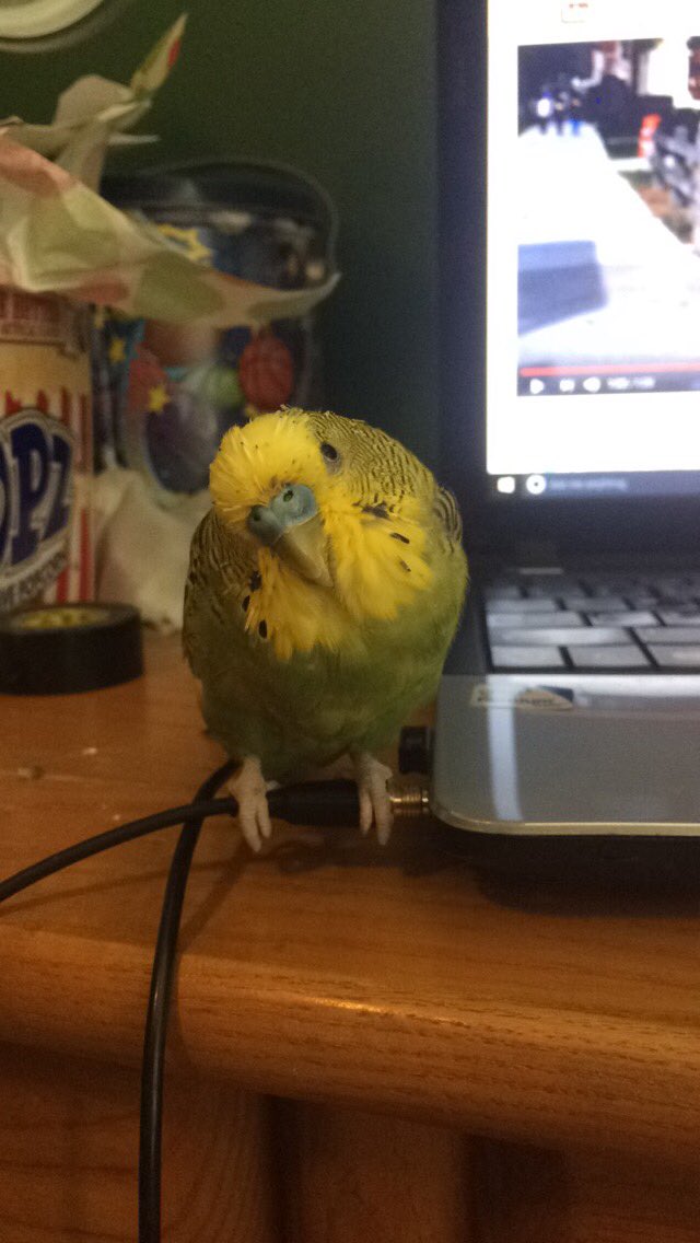 Luckygreenbird (@luckygreenbird) on Twitter photo 