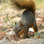 Photo by Notch the Squirrel (@SquirrelyNotch)