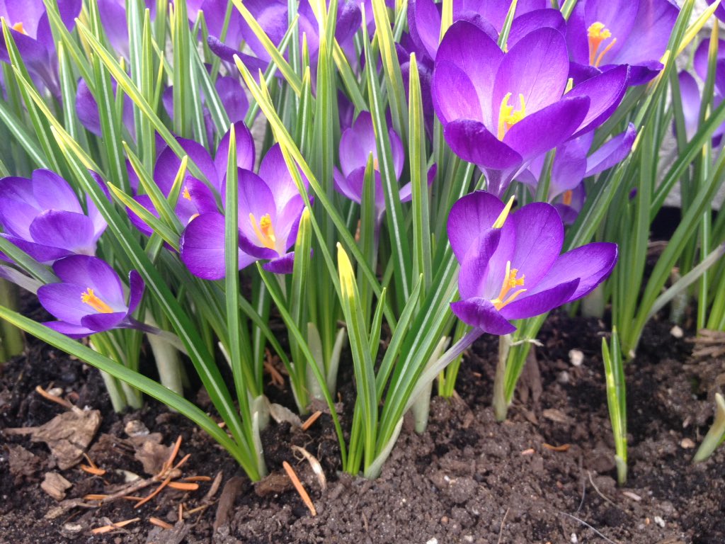 MadebyMikora's tweet photo. #Spring flowers are always so hopeful. https://t.co/UiDfyphdB9
