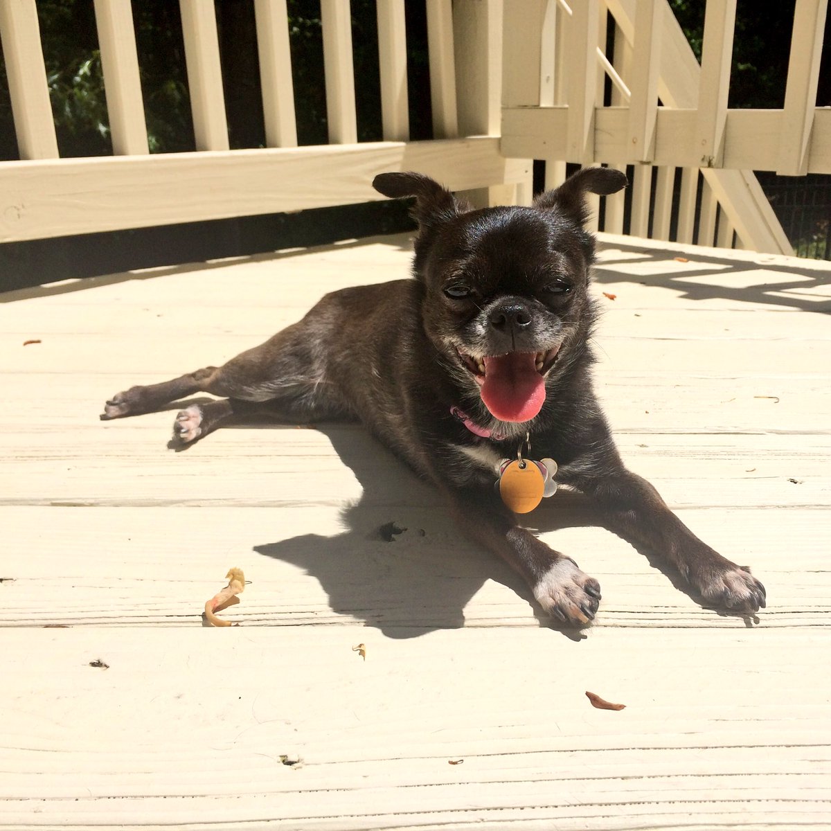 lolapugprincess's tweet photo. Hi! #puggery #doglovers #ilovemydog #cutedogs #CutenessOverload #dogs #pugmob #dogsoftwitter #AdoptDontShop #adorbs https://t.co/a7LkQABIwa